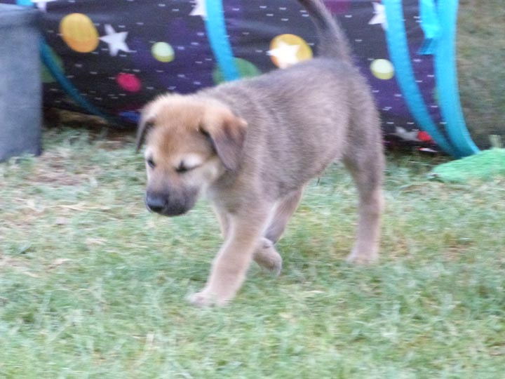 chinook dog